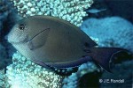 Enlarged Image of 'Acanthurus nigrofuscus'